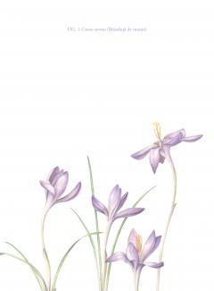 Agenda galbena - Florilegium