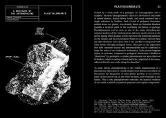 A Bestiary of the Anthropocene