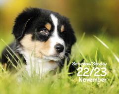 Calendar de birou 2025 - Mini - Puppies