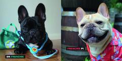 Fancy Frenchies : French Bulldogs in Costumes
