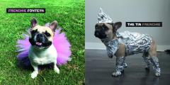 Fancy Frenchies : French Bulldogs in Costumes