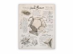 Critical Role: The Chronicles of Exandria - The Mighty Nein Part Two (Deluxe Edition)