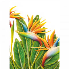 Intelepciunea florilor