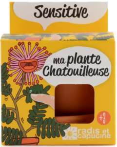 Kit plantare - Mimosa Pudica