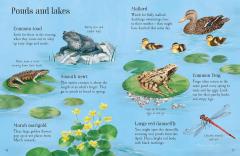 Things to Spot in Springtime