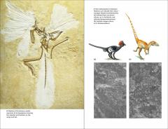 The Dinosaurs Rediscovered