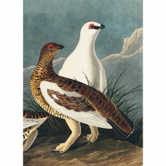 Intelepciunea pasarilor