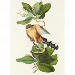 Intelepciunea pasarilor