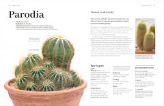 Cacti and Succulents