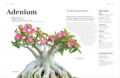 Cacti and Succulents