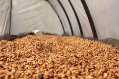 Cafea boabe - Indonezia Koerintji Barokah Bersama Anaerobic Honey, 250 g