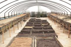 Cafea boabe - Indonezia Koerintji Barokah Bersama Anaerobic Honey, 250 g