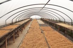 Cafea boabe - Indonezia Koerintji Barokah Bersama Anaerobic Honey, 250 g