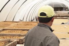 Cafea boabe - Indonezia Koerintji Barokah Bersama Anaerobic Honey, 250 g