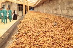 Cafea boabe - Indonezia Koerintji Barokah Bersama Anaerobic Honey, 250 g