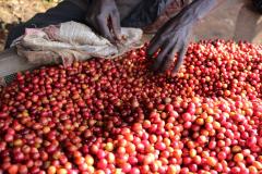 Cafea boabe - Burundi Masha Oro Yeast Inoculated, 250g