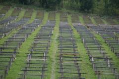 Cafea boabe - Burundi Masha Oro Yeast Inoculated, 250g