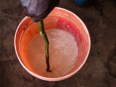 Cafea boabe - Burundi Masha Oro Yeast Inoculated, 250g