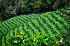 Cafea boabe - Columbia Finca Las Flores Washed Special Fermentation