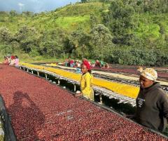 Cafea boabe - Etiopia Ayla Natural, 250g