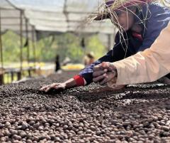 Cafea boabe - Etiopia Ayla Natural, 250g