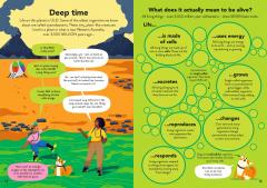 Ecology for Beginners