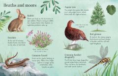 Things to Spot in Summer