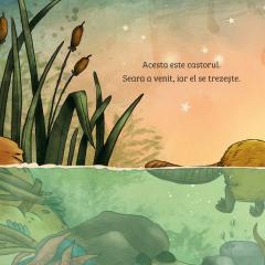 Invat despre natura - Castorul