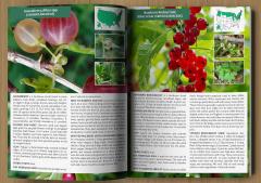 The Forager's Guide to Wild Foods