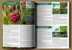 The Forager's Guide to Wild Foods