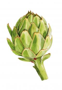 Carti postale - Curious Feast - Mai multe modele