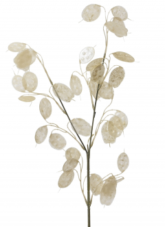 Obiect decorativ - Silver Dollar Plant