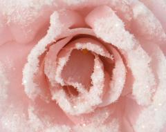 Decoratiune Craciun - Rose on Clip Glitter Snow (mai multe modele - pret pe bucata)