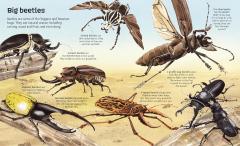 Big Book of Big Bugs