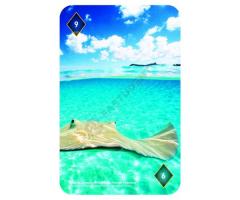 Carti de joc - National Geographic - Spectacular Sea Life