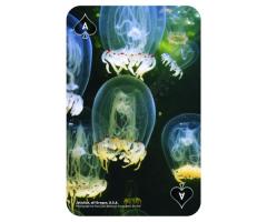 Carti de joc - National Geographic - Spectacular Sea Life