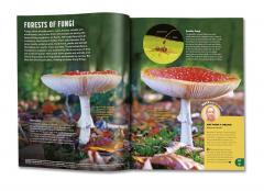 Britannica All New Children's Encyclopedia