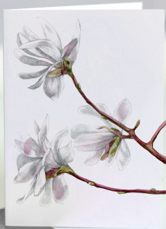 Felicitare - Magnolia Kobus