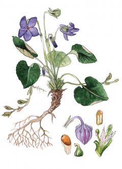 Print de arta cu passepartout - Violeta, mini