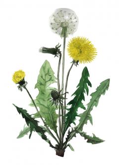 Print de arta cu passepartout - Papadie, mini