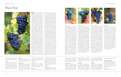 Wine from Grape to Glass