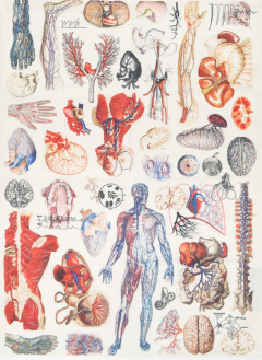 Prosop de bucatarie - Anatomy