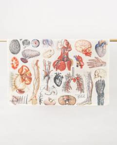 Prosop de bucatarie - Anatomy