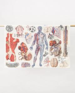 Prosop de bucatarie - Anatomy