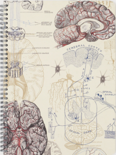 Caiet spiralat - Brain Anatomy A5