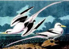 Puzzle 1000 piese - Mouettes