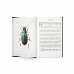 The Wonder of Insects