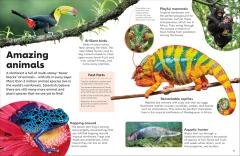 Eyewonder Rainforest