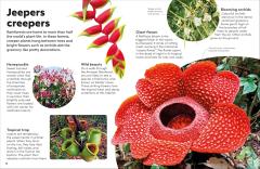 Eyewonder Rainforest