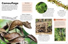 Eyewonder Rainforest